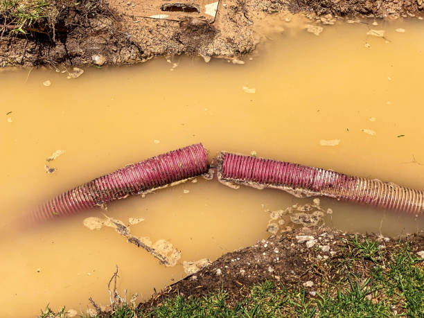 Best Flood damage cleanup  in Havana, IL